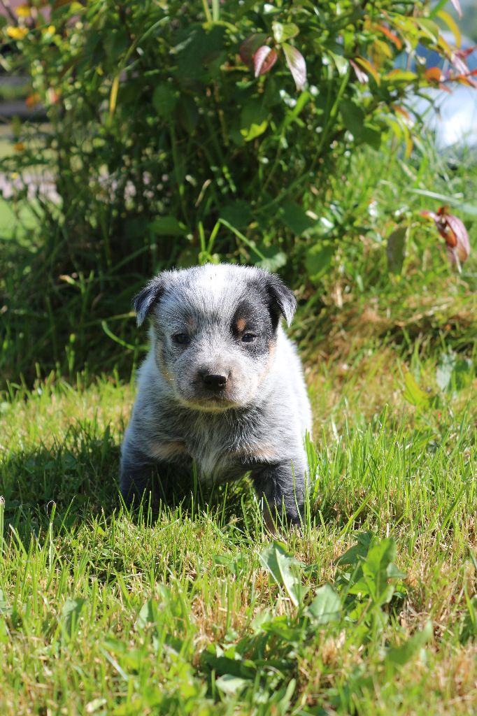 Chiot Bouvier australien De la foncière des coudres