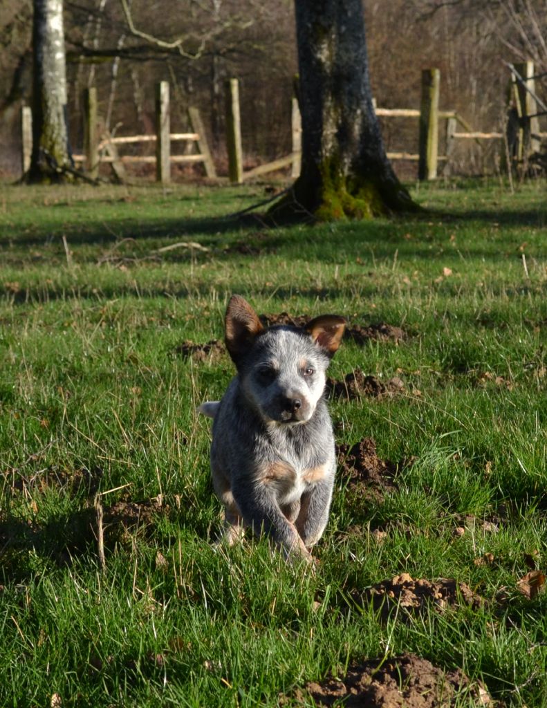 De la foncière des coudres - Chiots disponibles - Bouvier australien