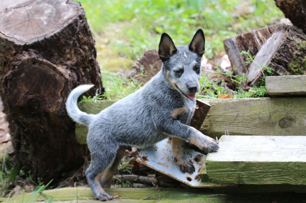 De la foncière des coudres - Chiots disponibles - Bouvier australien