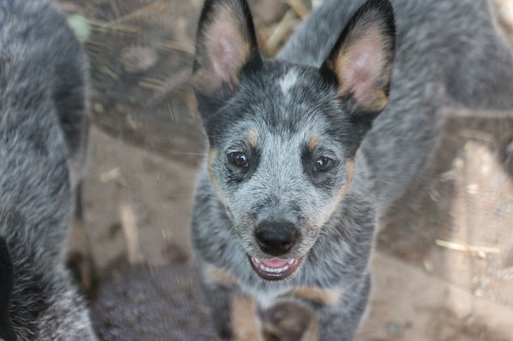 De la foncière des coudres - Chiots disponibles - Bouvier australien